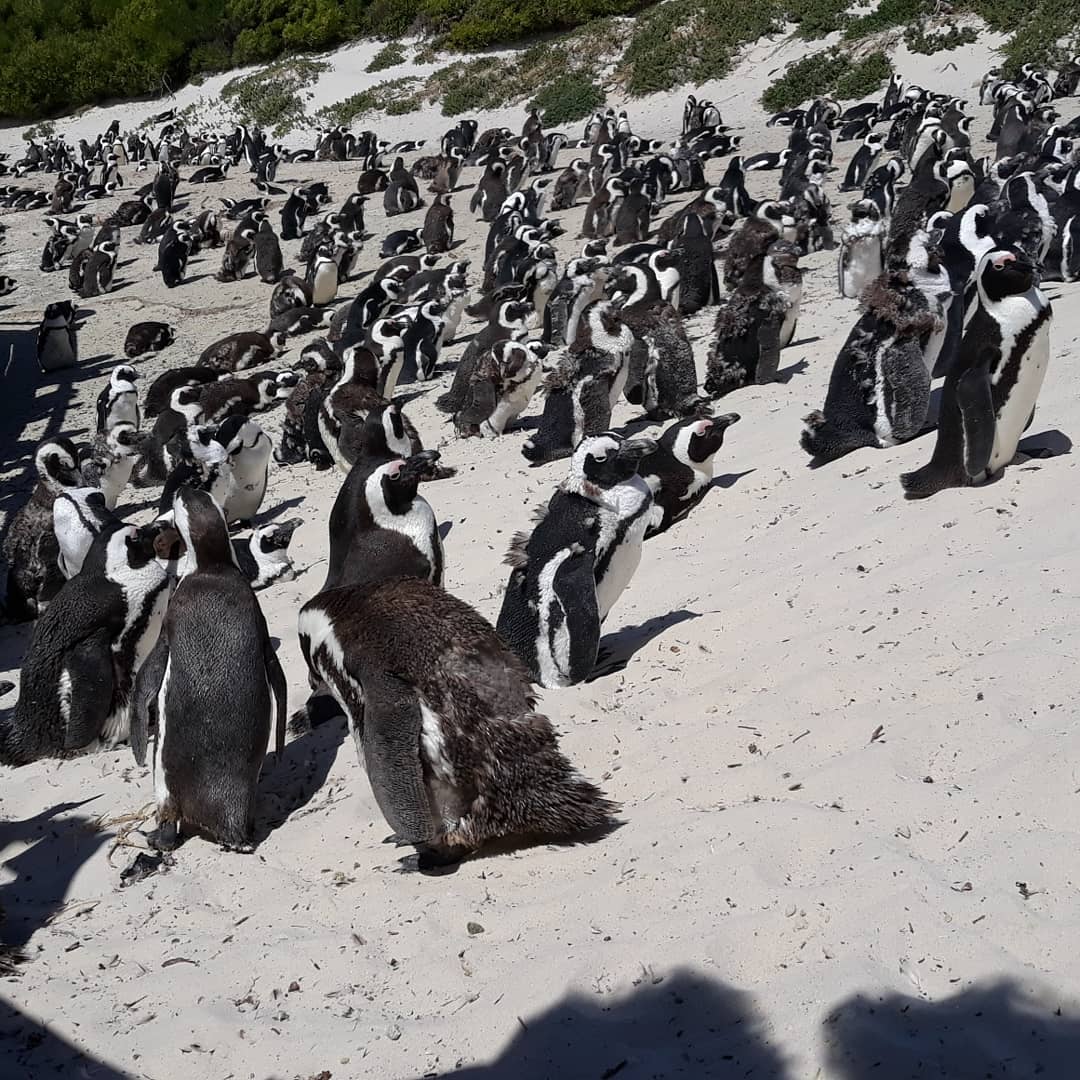 Boulders Beach - Beach View 1